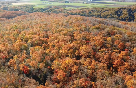 北海道の社有林